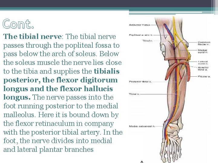 Cont. The tibial nerve: The tibial nerve passes through the popliteal fossa to pass