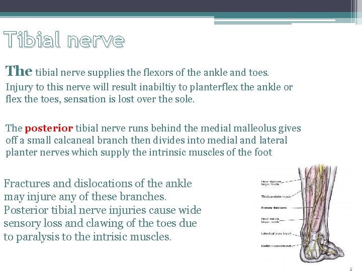 Tibial nerve The tibial nerve supplies the flexors of the ankle and toes. Injury Tibial nerve The tibial nerve supplies the flexors of the ankle and toes. Injury