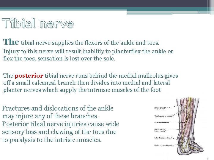 Tibial nerve The tibial nerve supplies the flexors of the ankle and toes. Injury