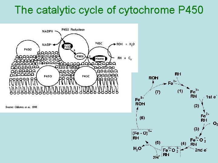 The catalytic cycle of cytochrome P 450  The catalytic cycle of cytochrome P 450
