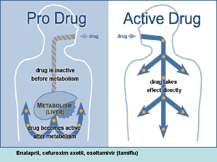 Enalapril, cefuroxim axetil, oseltamivir (tamiflu)  Enalapril, cefuroxim axetil, oseltamivir (tamiflu)