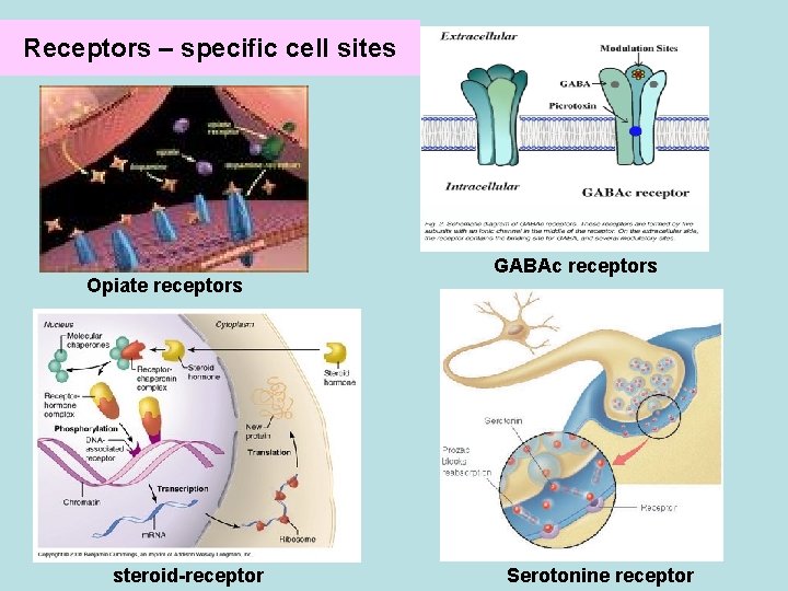 Receptors – specific cell sites Opiate receptors steroid-receptor GABAc receptors Serotonine receptor  Receptors – specific cell sites Opiate receptors steroid-receptor GABAc receptors Serotonine receptor