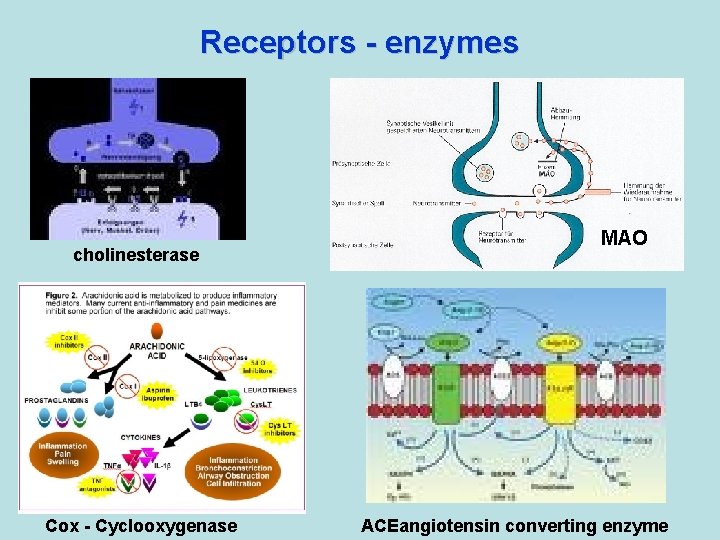 Receptors - enzymes cholinesterase Cox - Cyclooxygenase MAO ACEangiotensin converting enzyme  Receptors - enzymes cholinesterase Cox - Cyclooxygenase MAO ACEangiotensin converting enzyme