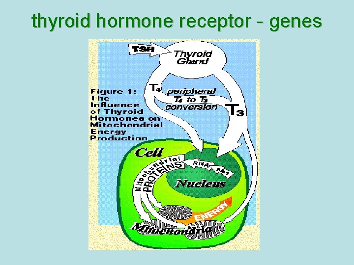 thyroid hormone receptor - genes  thyroid hormone receptor - genes