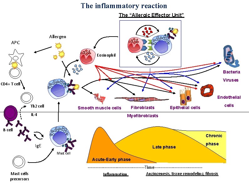 The inflammatory reaction The “Allergic Effector Unit” Allergen APC Eosinophil Bacteria Viruses CD 4+