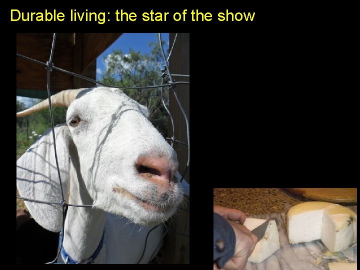 Durable living: the star of the show 