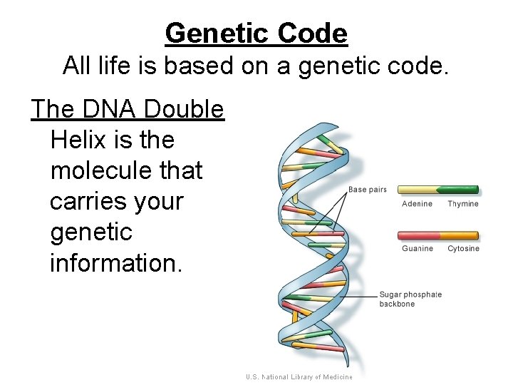 Genetic Code All life is based on a genetic code. The DNA Double Helix