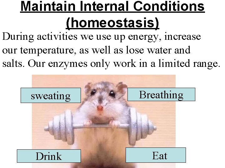 Maintain Internal Conditions (homeostasis) During activities we use up energy, increase our temperature, as