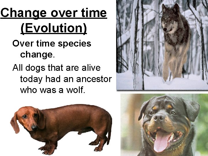 Change over time (Evolution) Over time species change. All dogs that are alive today