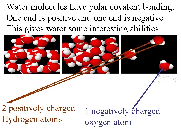 Water molecules have polar covalent bonding. One end is positive and one end is