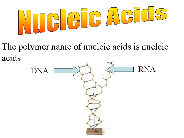 The polymer name of nucleic acids is nucleic acids DNA RNA 