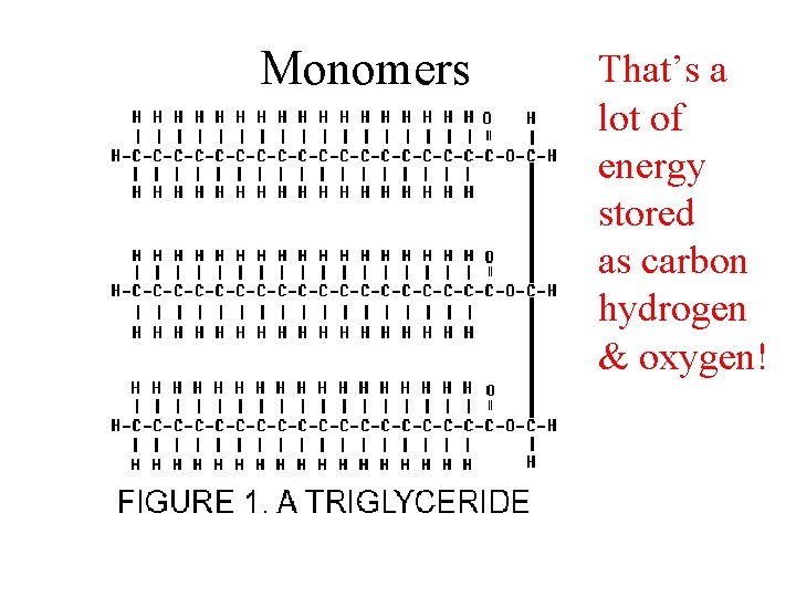 Monomers • That’s a lot of energy stored as carbon hydrogen & oxygen! 