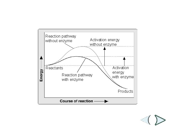 Effect of Enzymes Section 2 -4 Reaction pathway without enzyme Activation energy without enzyme