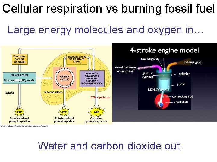 Cellular respiration vs burning fossil fuel Large energy molecules and oxygen in… Water and