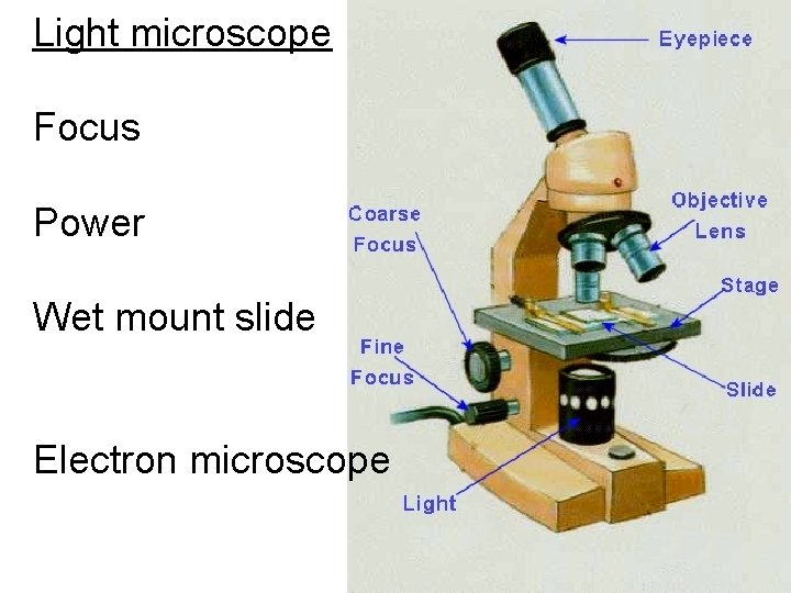 Light microscope Focus Power Wet mount slide Electron microscope 