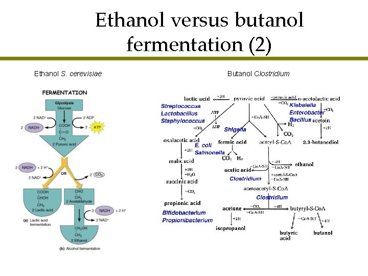 Ethanol versus butanol fermentation (2) Ethanol S. cerevisiae Butanol Clostridium 