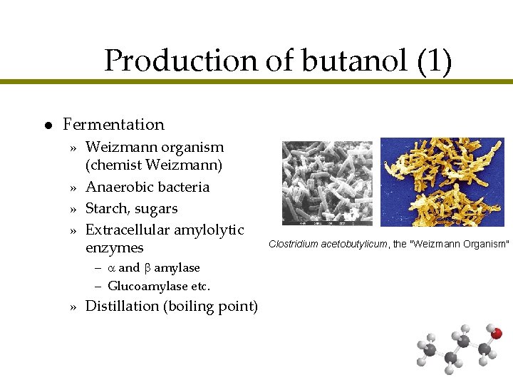 Production of butanol (1) l Fermentation » Weizmann organism (chemist Weizmann) » Anaerobic bacteria