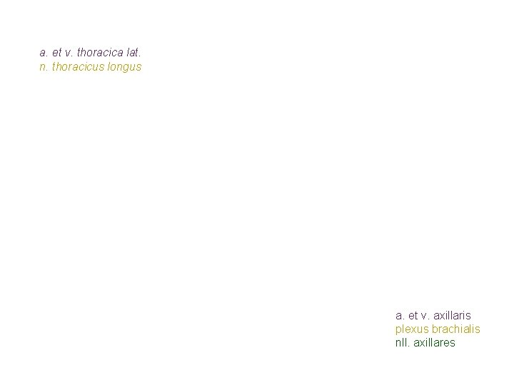 a. et v. thoracica lat. n. thoracicus longus a. et v. axillaris plexus brachialis