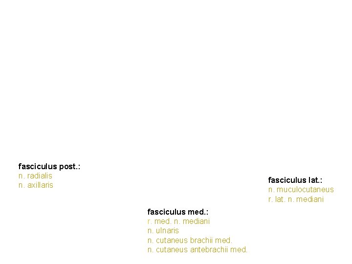 fasciculus post. : n. radialis n. axillaris fasciculus lat. : n. muculocutaneus r. lat.