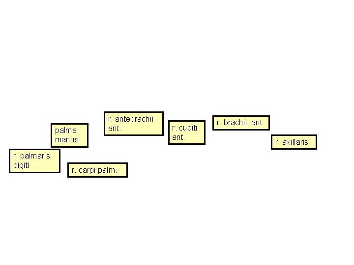 palma manus r. palmaris digiti r. antebrachii ant. r. carpi palm. r. cubiti ant.