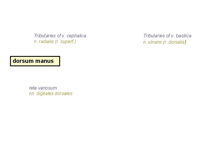 Tributaries of v. cephalica n. radialis (r. superf. ) dorsum manus rete venosum nn.