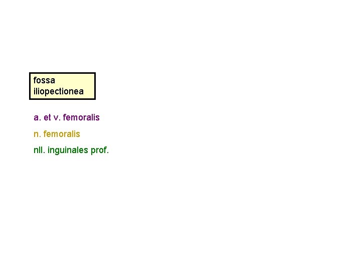 fossa iliopectionea a. et v. femoralis nll. inguinales prof. 