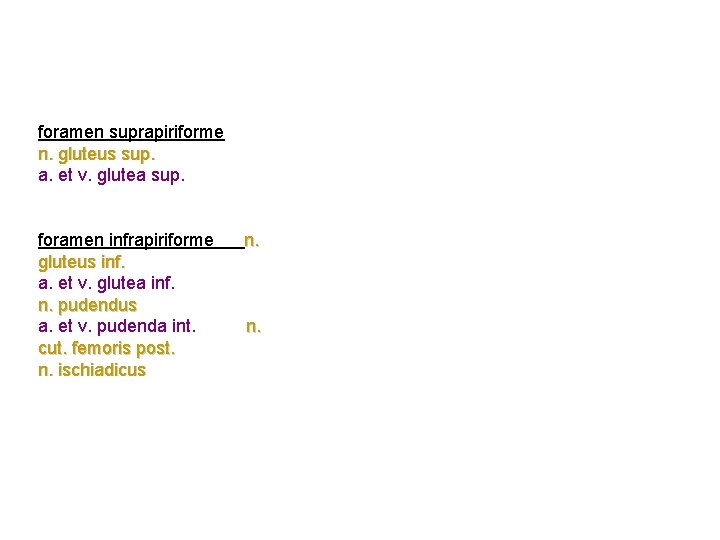 foramen suprapiriforme n. gluteus sup. a. et v. glutea sup. foramen infrapiriforme gluteus inf.