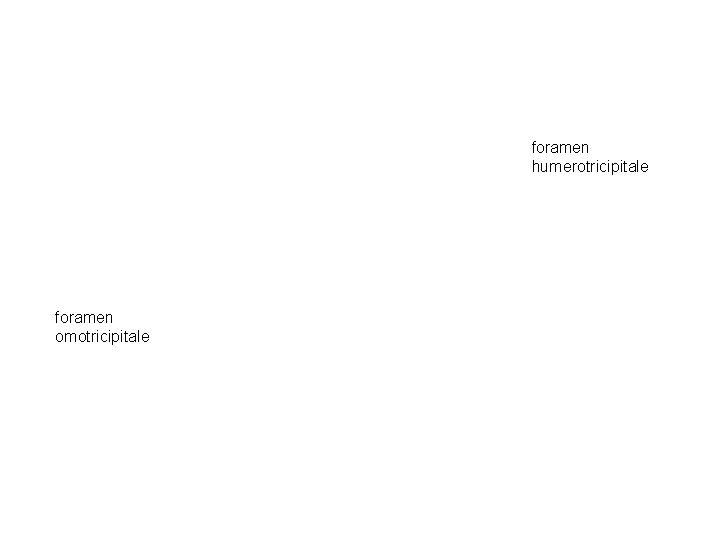 foramen humerotricipitale foramen omotricipitale 