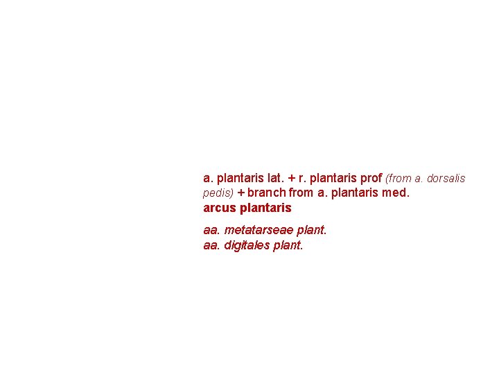 a. plantaris lat. + r. plantaris prof (from a. dorsalis pedis) + branch from