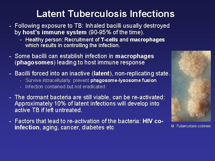 Latent Tuberculosis Infections - Following exposure to TB: Inhaled bacilli usually destroyed by host’s