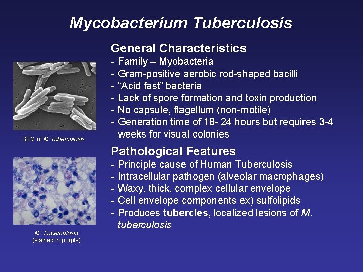 Mycobacterium Tuberculosis General Characteristics SEM of M. tuberculosis Family – Myobacteria Gram-positive aerobic rod-shaped