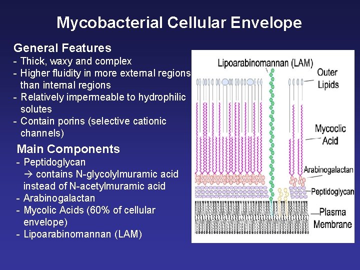 Mycobacterial Cellular Envelope General Features - Thick, waxy and complex - Higher fluidity in