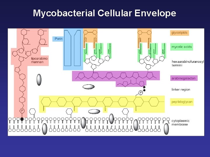 Mycobacterial Cellular Envelope 