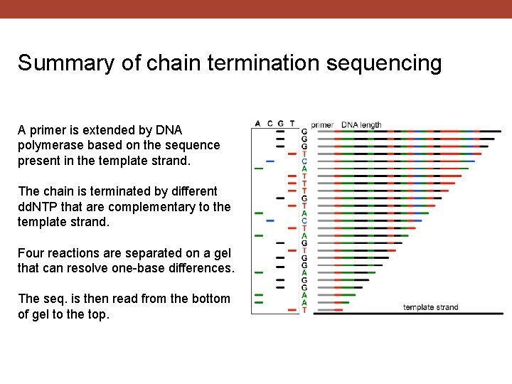 Summary of chain termination sequencing A primer is extended by DNA polymerase based on