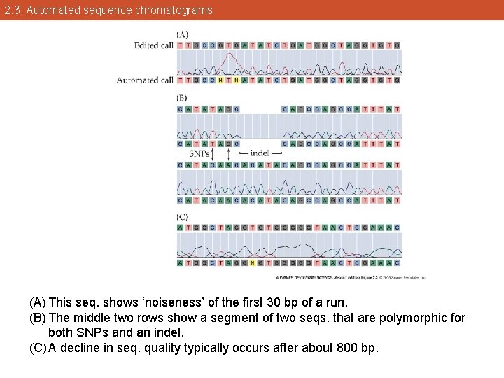 2. 3 Automated sequence chromatograms (A) This seq. shows ‘noiseness’ of the first 30