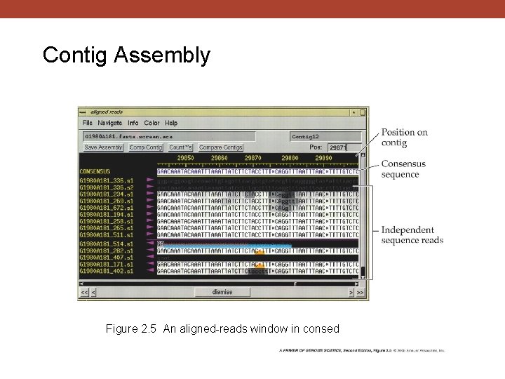 Contig Assembly Figure 2. 5 An aligned-reads window in consed 