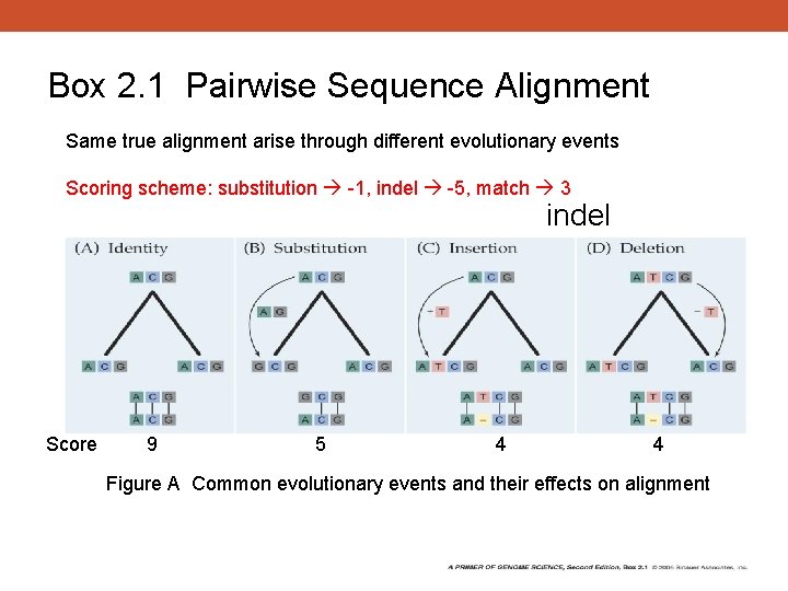 Box 2. 1 Pairwise Sequence Alignment Same true alignment arise through different evolutionary events