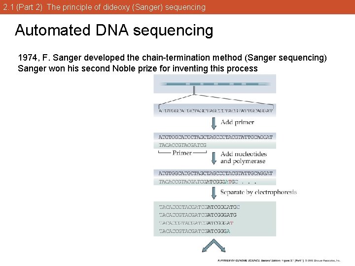 2. 1 (Part 2) The principle of dideoxy (Sanger) sequencing Automated DNA sequencing 1974,