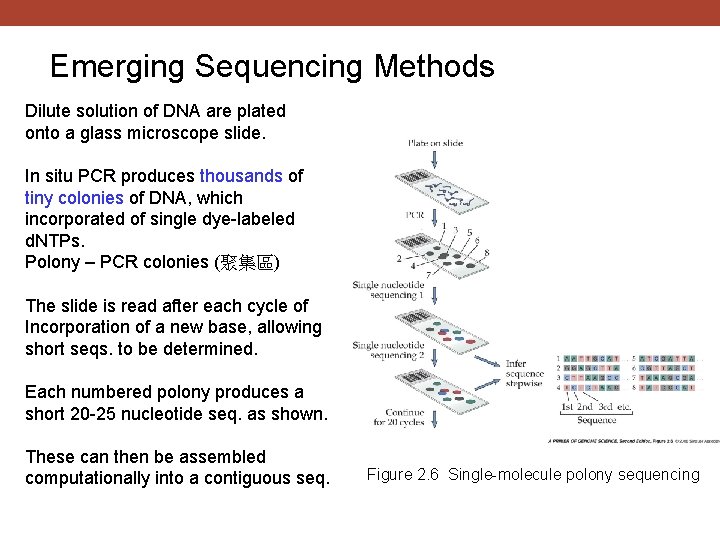 Emerging Sequencing Methods Dilute solution of DNA are plated onto a glass microscope slide.