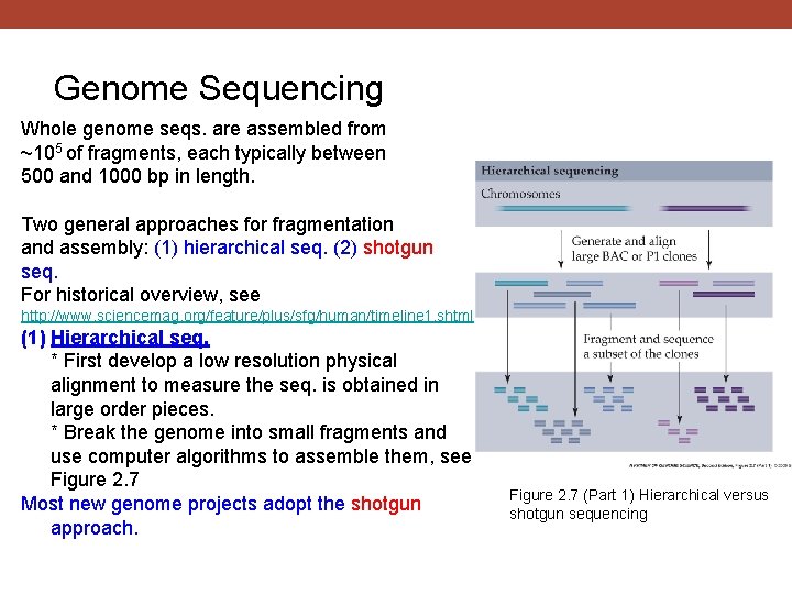 Genome Sequencing Whole genome seqs. are assembled from ~105 of fragments, each typically between