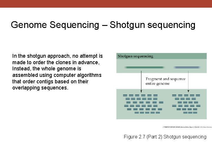 Genome Sequencing – Shotgun sequencing In the shotgun approach, no attempt is made to
