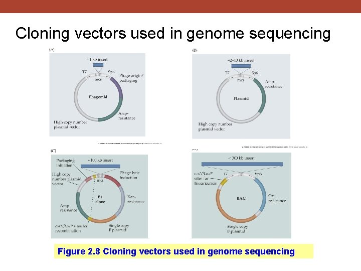 Cloning vectors used in genome sequencing Figure 2. 8 Cloning vectors used in genome