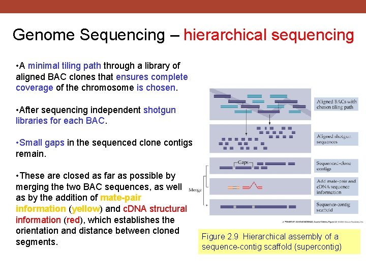Genome Sequencing – hierarchical sequencing • A minimal tiling path through a library of
