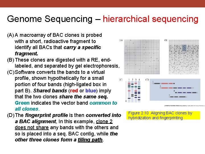 Genome Sequencing – hierarchical sequencing (A) A macroarray of BAC clones is probed with