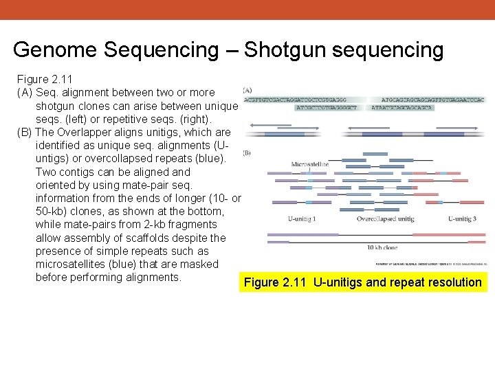 Genome Sequencing – Shotgun sequencing Figure 2. 11 (A) Seq. alignment between two or