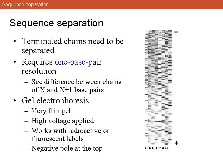 Sequence separation – • Terminated chains need to be separated • Requires one-base-pair resolution