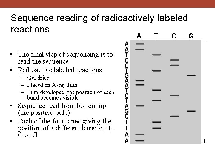 Sequence reading of radioactively labeled reactions A T C G – • The final