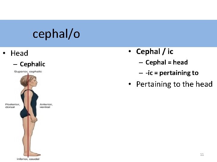 cephal/o • Head – Cephalic • Cephal / ic – Cephal = head –