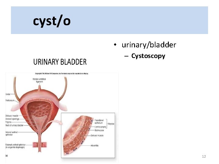 cyst/o • urinary/bladder – Cystoscopy 12 