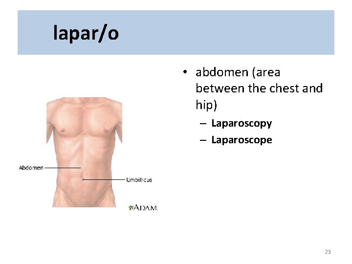 lapar/o • abdomen (area between the chest and hip) – Laparoscopy – Laparoscope 23